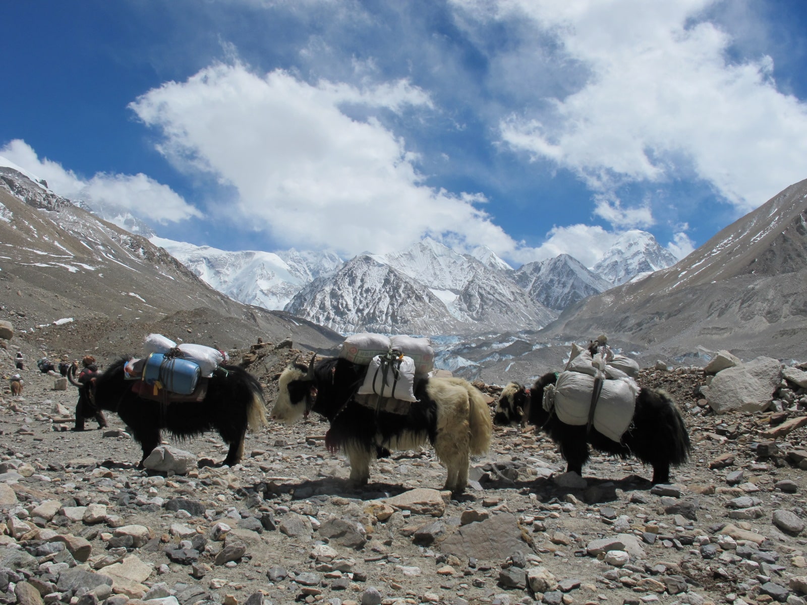 Climbing Mount Everest, North route. 42-day trip. NNMGA leader