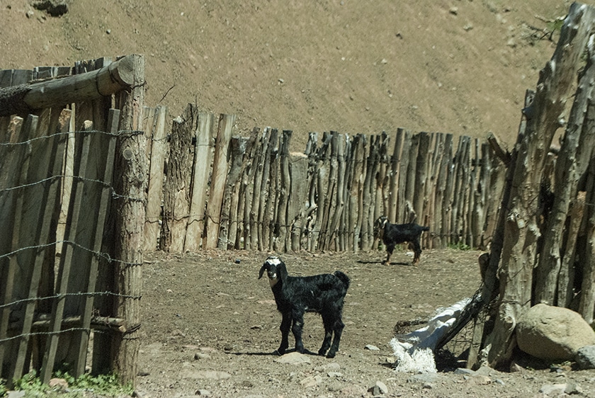 baja-goats
