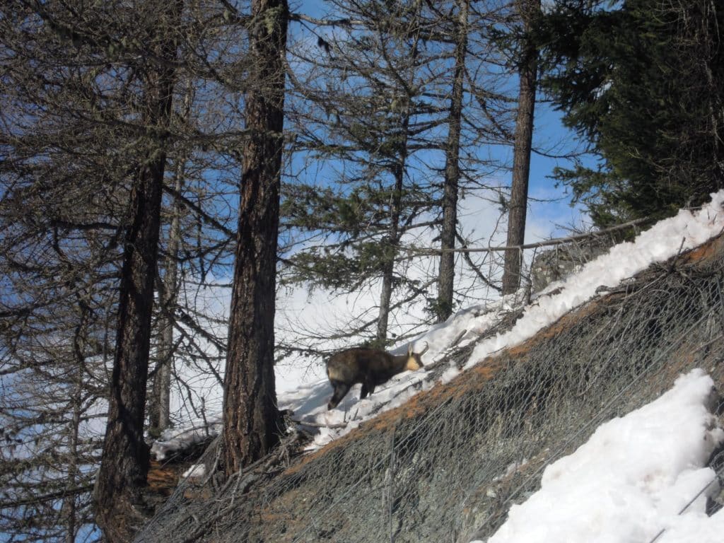 Cogne