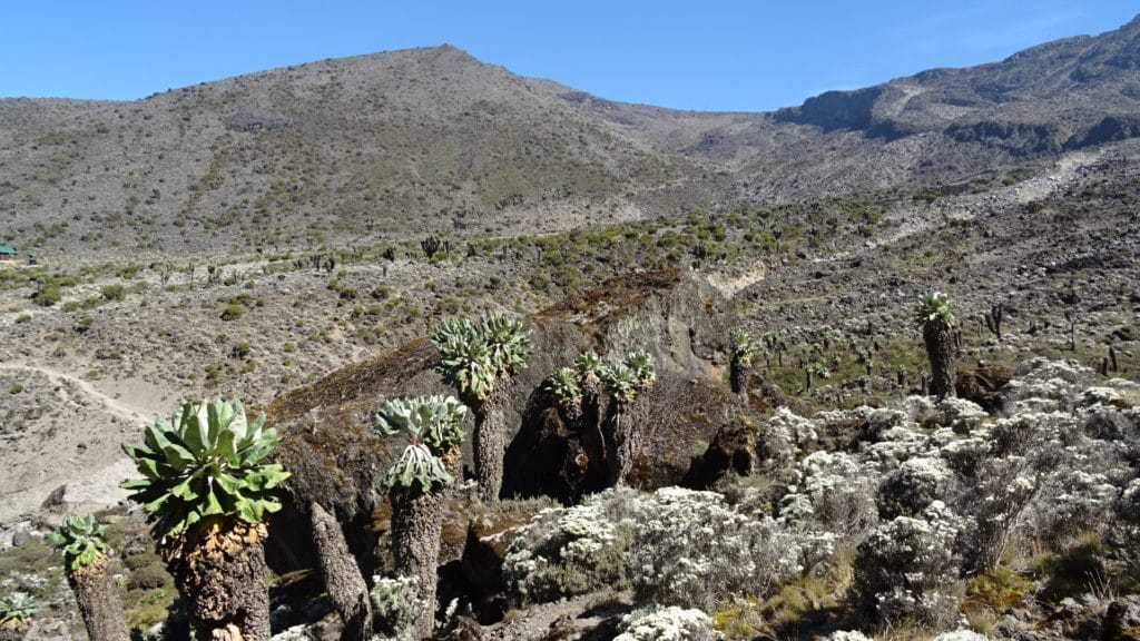 Kilimanjaro ascent