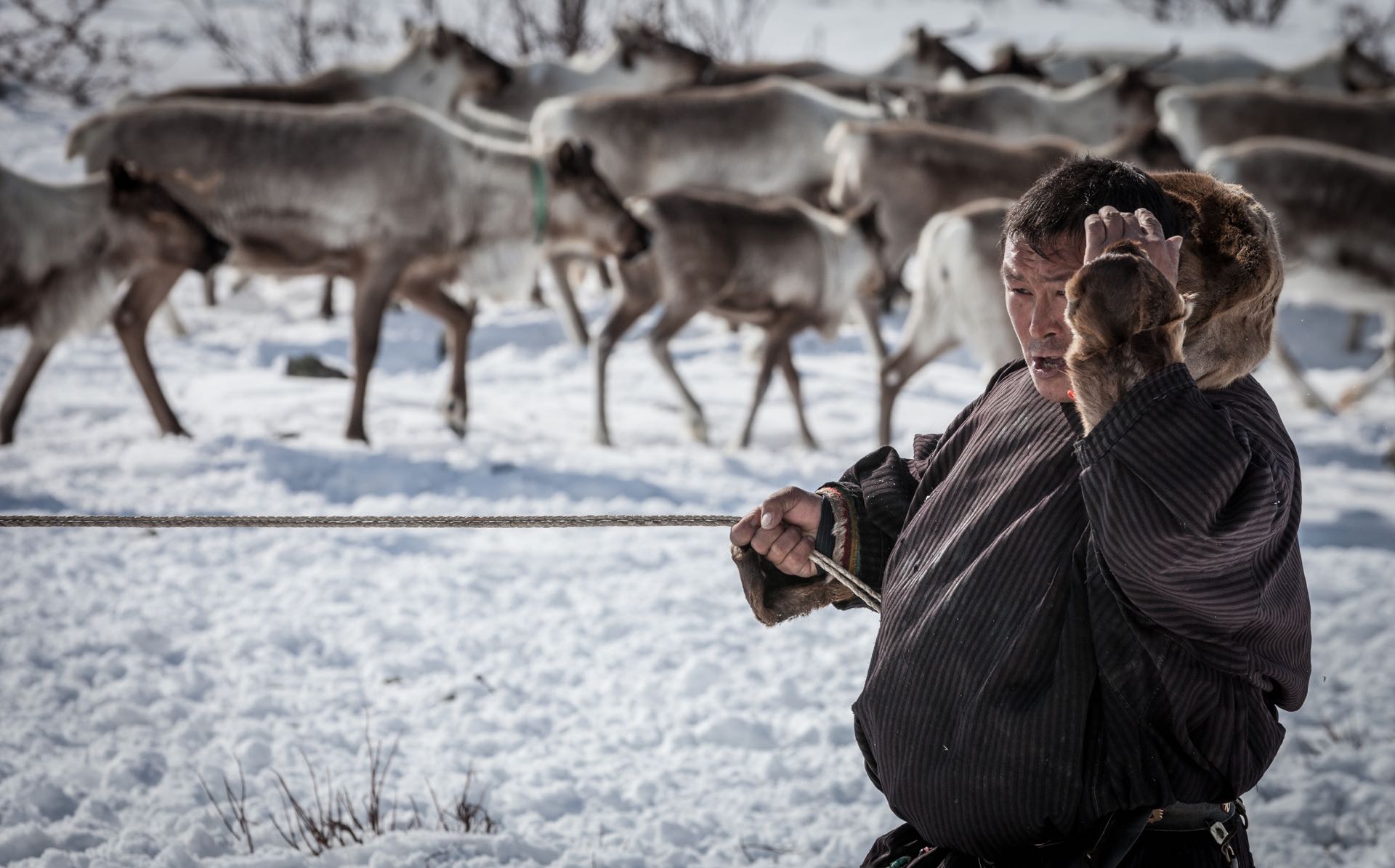 Nenet migration in Yamalia, 12-day expedition in Siberia. 12-day trip ...