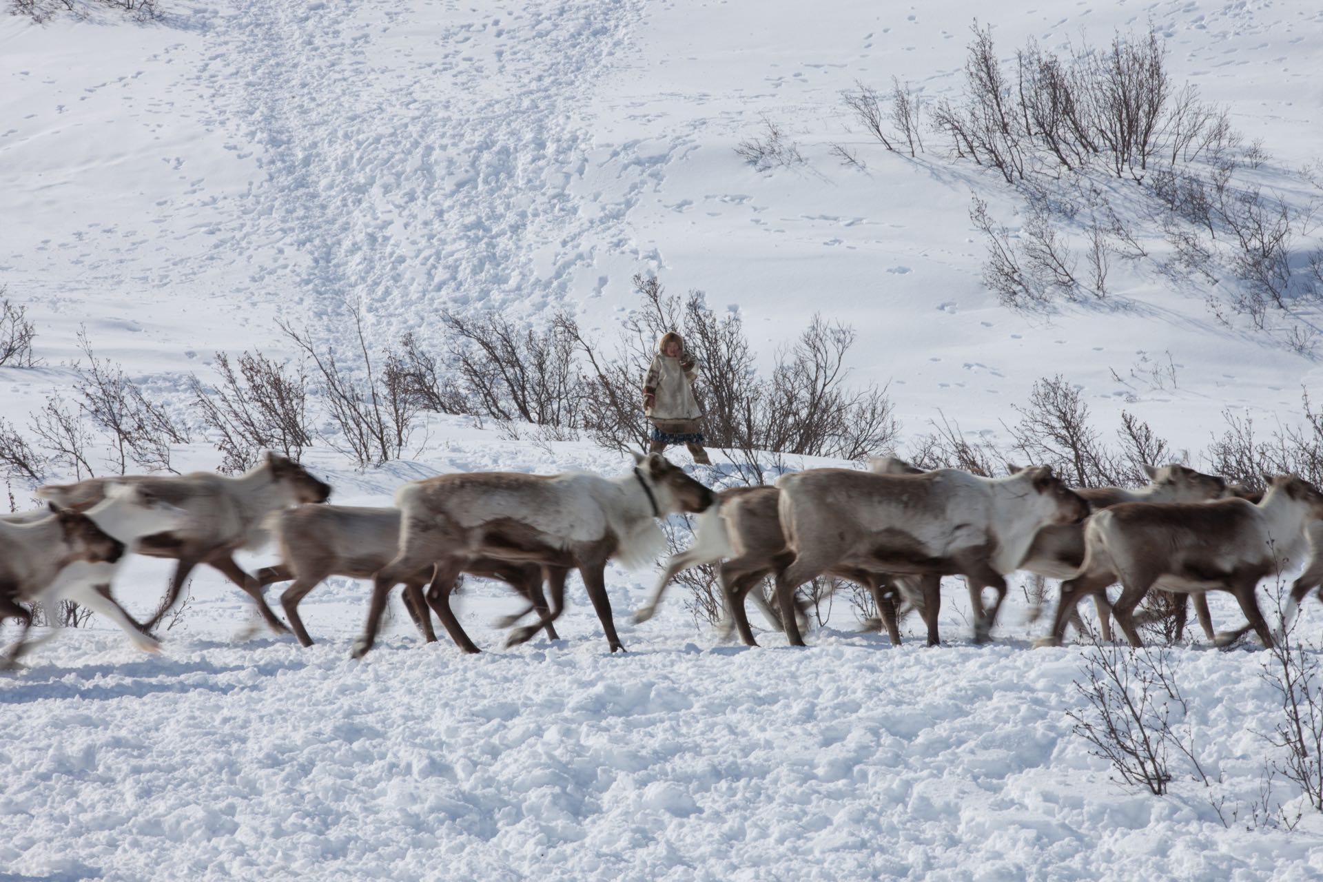 Nenet migration in Yamalia, 12-day expedition in Siberia. 12-day trip ...