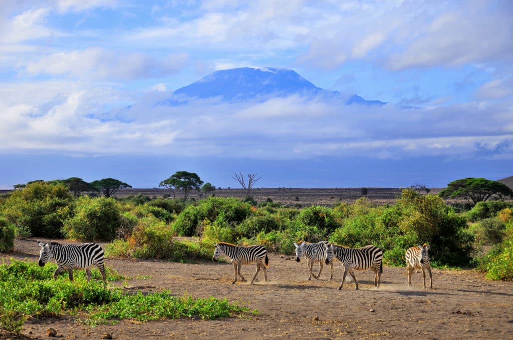 Kilimanjaro