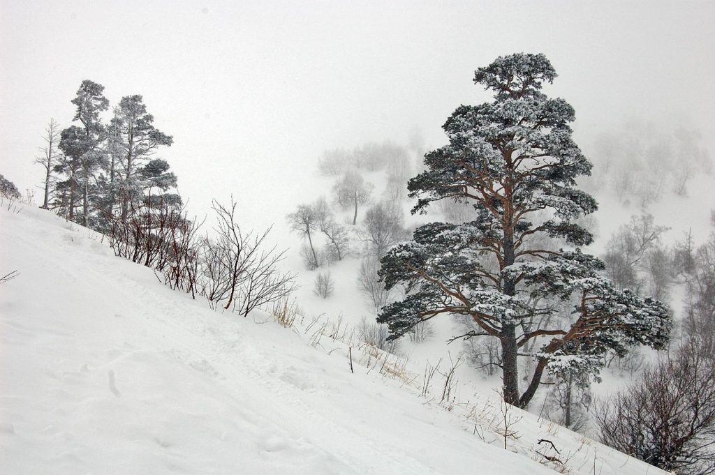 Bakhmaro-Georgia