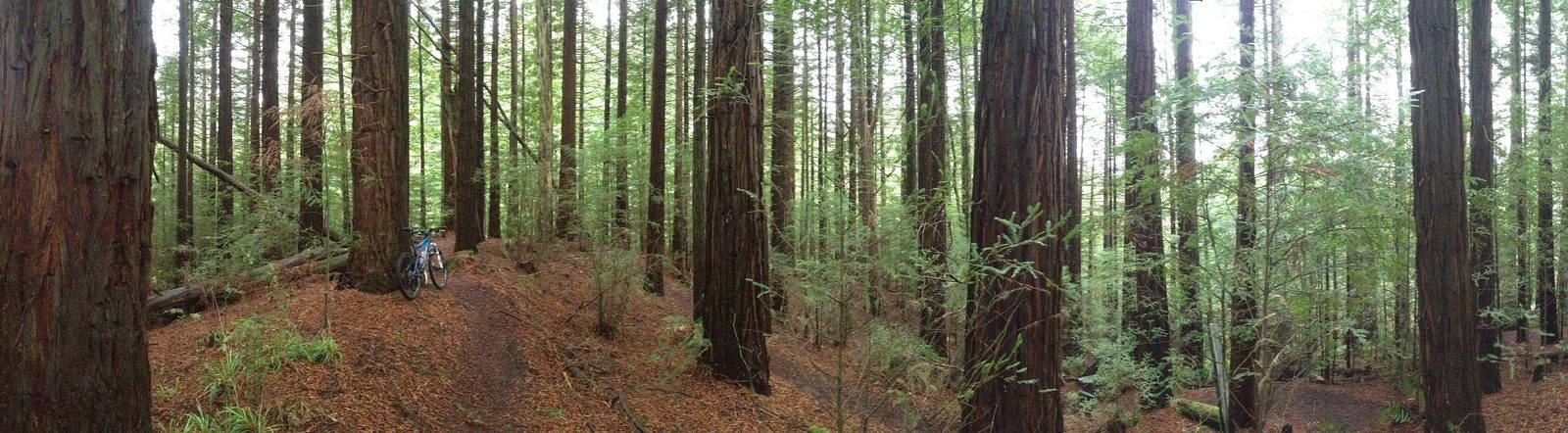 redwoods mountain biking